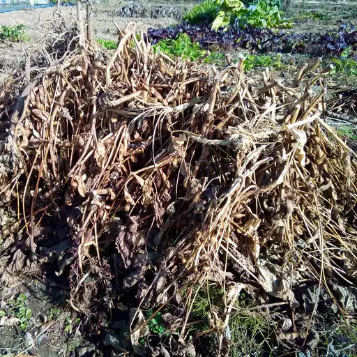丹波黒豆 6月播種 乾燥